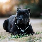 perro pitbull negro3