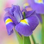 iris pflanzenfamilie4