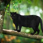 pantera negra hábitat1