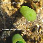 equisetum variegatum3
