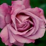 pink rose pictures4