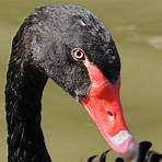 What does the Black Swan symbolize?3