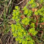 how to kill spurge weeds3