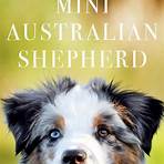 australian shepherd miniature4