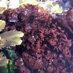 Seaweed1