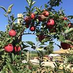 are there apple orchards in cincinnati ohio right now 2021 calendar4