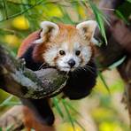 red panda images2