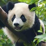 is a panda a bear or marsupial animal in the wild4