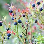 blueberries tree5