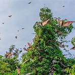 flying foxes1