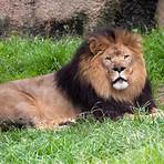 african lion pictures5