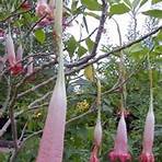 remscheid brugmansia and anxiety4