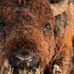 where is home on the range north dakota state bison2