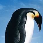 die reise der pinguine film1