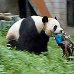 Apakah Panda termasuk hewan langka?2