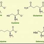 how do you make selenocysteine from ser residue chart4