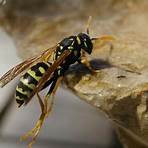 What insects mimic Yellowjackets?4