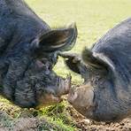 berkshire pigs4