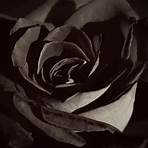 black rose picture5