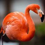 Flamingos5