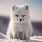 arctic fox habitat2