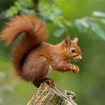 The Red Squirrel4