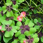 Oxalis3