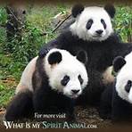 is a panda a solitary animal meaning1