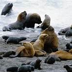 where do seals come from in the ocean4