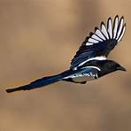magpie facts1