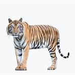 tigre del bengala wikipedia1