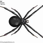 Arachnid wikipedia3