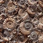 Is Ammonite a biopic or a history lesson?2