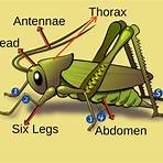 grasshopper life cycle1