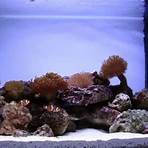 marine aquarium help1
