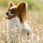 papillon cachorro1