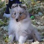 shetland sheepdog puppies sale4