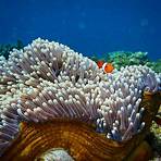 que son los corales marinos2