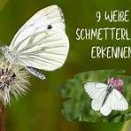 Schmetterlinge3