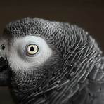 papagaio cinzento africano4