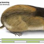 What type of animal is a lemming?3