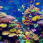 korallenriffe bilder5