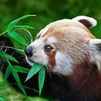 what are the red pandas habits quiz4