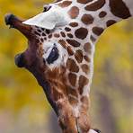zookeeper with giraffe4