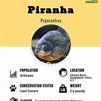 piranha fish4