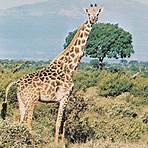 giraffe wiki5