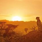 Serengeti série de televisão4