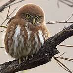 Austral pygmy owl wikipedia2