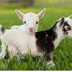 baby goats4