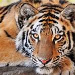 quais os tipos de tigres1